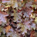 Heuchera x 'Plum Pudding'